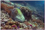 Filippine 2015 Dive Boat Pinuccio e Doni - 144